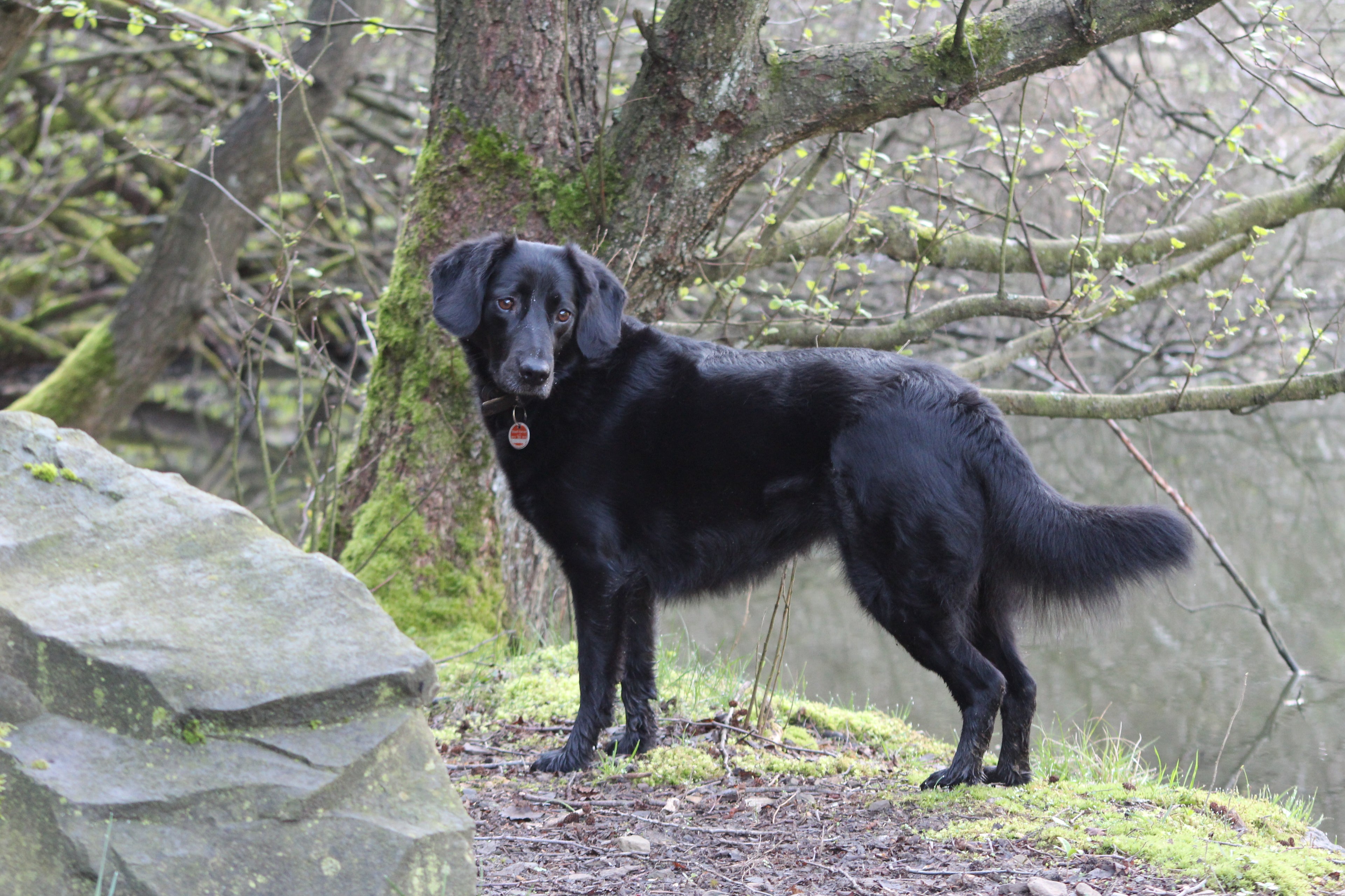 Hunde